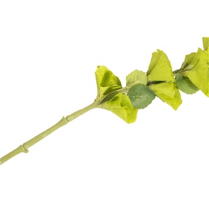 Branche Molcucella artificielle Coco Maison