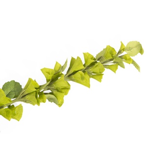 Branche Molcucella artificielle Coco Maison