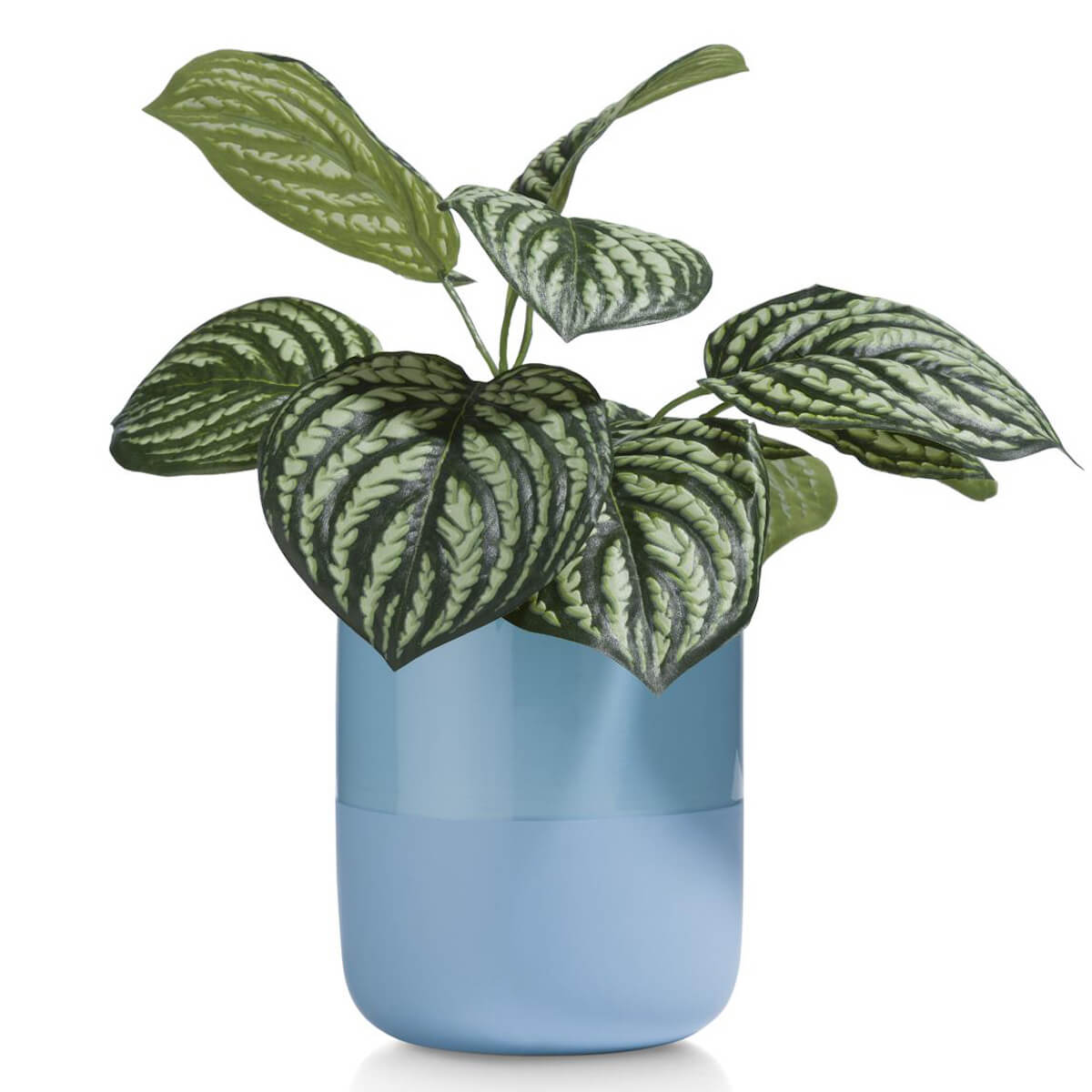 Branche PEPEROMIA Coco Maison 