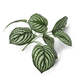 Branche PEPEROMIA Coco Maison 