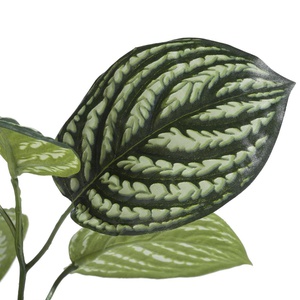 Branche PEPEROMIA Coco Maison 