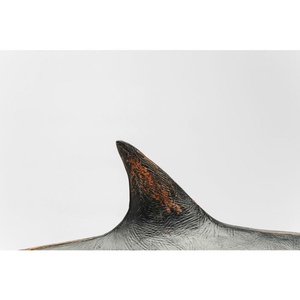Deco Figurine Shark Base 59cm Kare Design