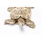 Deco Figurine Turtle Gold Small Kare Design