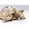 Deco Figurine Turtle Gold Small Kare Design