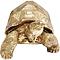 Figurine décorative Turtle Kare Design doré
