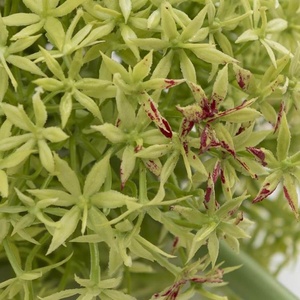 Fleur artificielle ALLIUM Coco Maison H90 cm