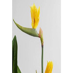 Plante décorative 190cm PARADISE FLOWERS Kare Design