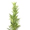 Plante décorative 200cm BAMBOO TREE Kare Design