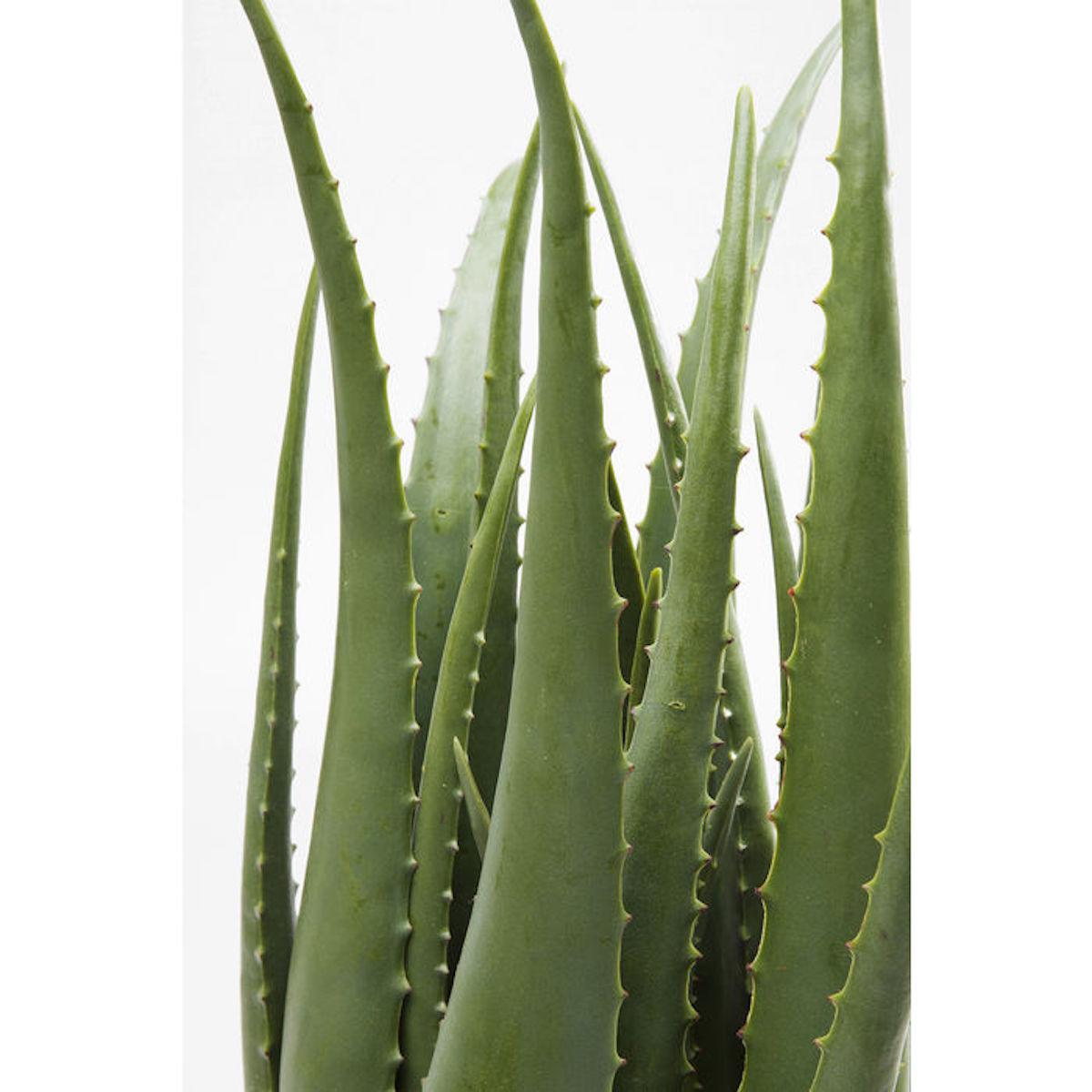 Plante décorative 69cm ALOE Kare Design