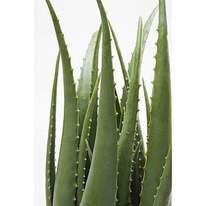Plante décorative 69cm ALOE Kare Design