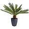 Plante décorative 78cm CYCAS TREE Kare Design