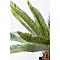 Plante décorative 78cm CYCAS TREE Kare Design
