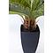 Plante décorative 78cm CYCAS TREE Kare Design