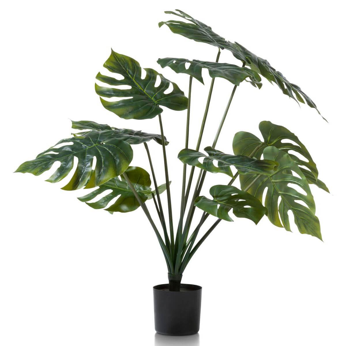Plante MONSTERA Coco Maison