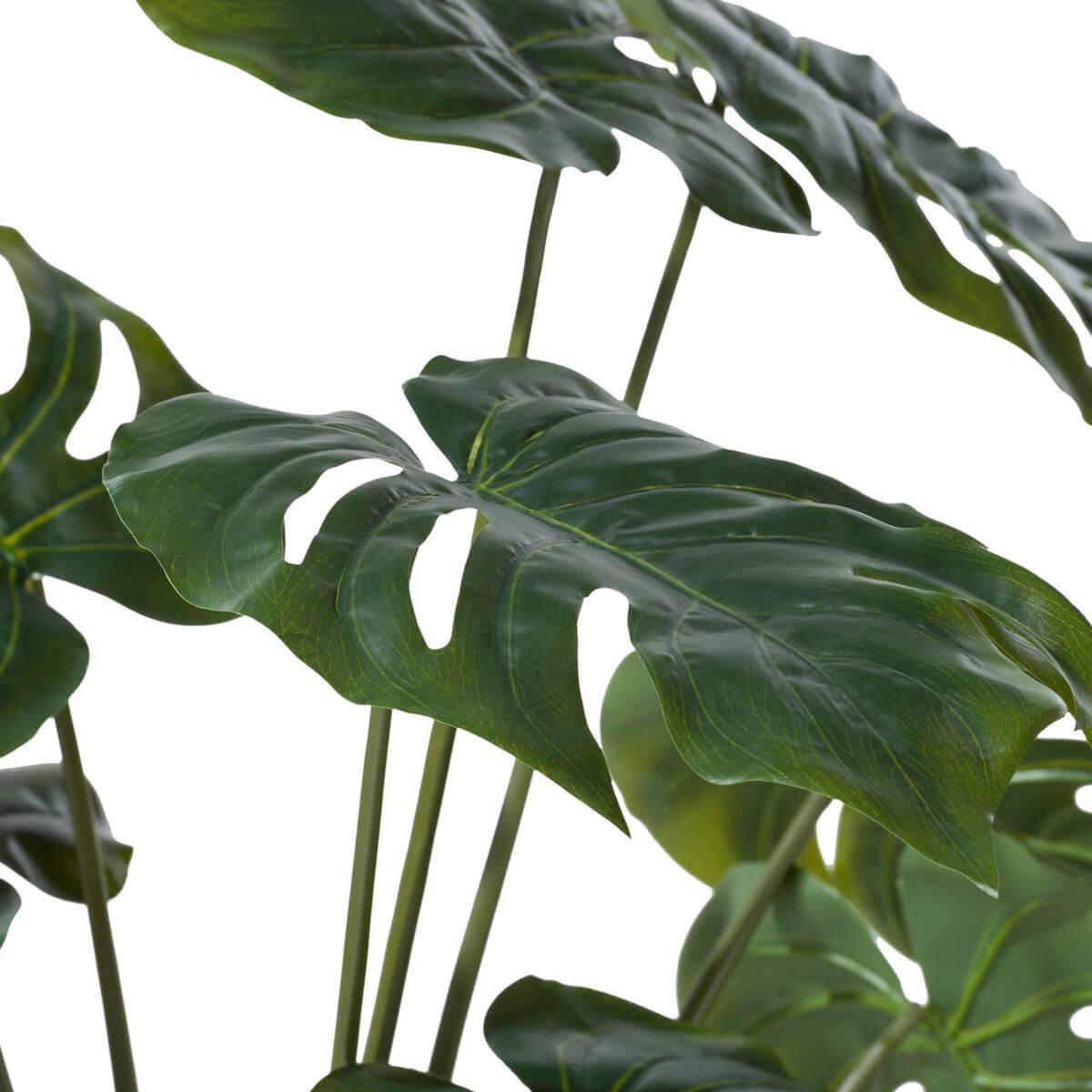 Plante MONSTERA Coco Maison