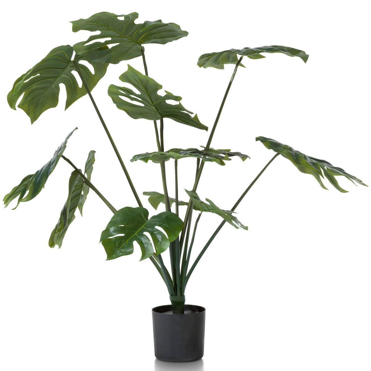 Plante MONSTERA Coco Maison