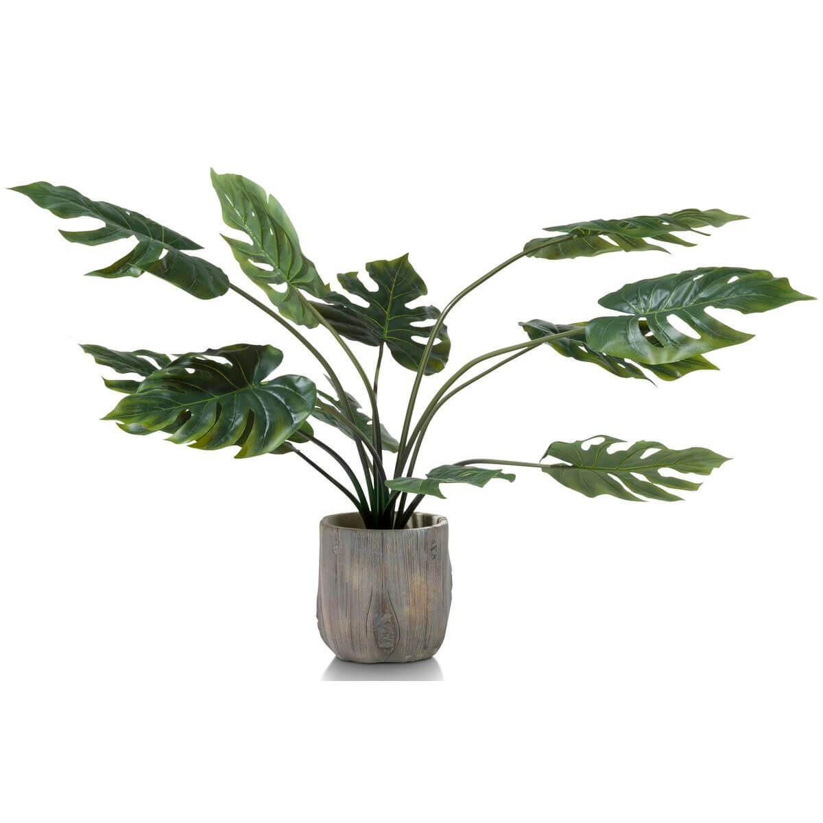 Plante MONSTERA Coco Maison