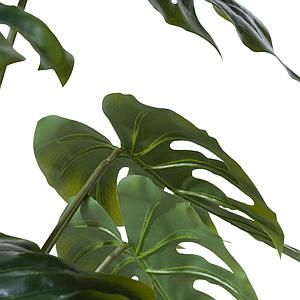 Plante MONSTERA Coco Maison
