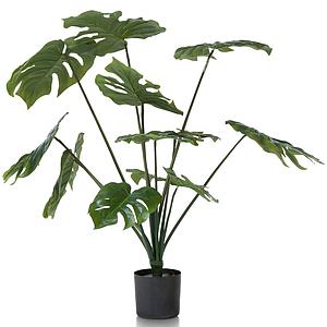 Plante MONSTERA Coco Maison