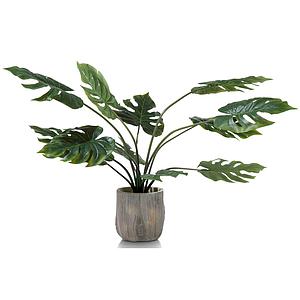 Plante MONSTERA Coco Maison