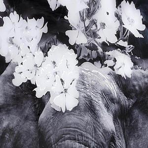 Tableau 100x68cm FLOWER ELEPHANT Coco Maison